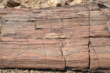 Versteinertes Holz im petrified Forest in Namiba, die Stämme sind durch die Zeit und den Druck in Quarz versteinert