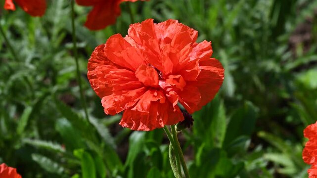 red poppy on green background