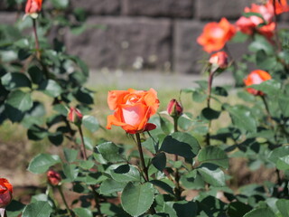 建物の傍で咲いている薔薇