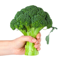 Fresh green broccoli held in hand