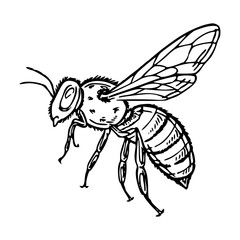 detailed bee outline drawing
