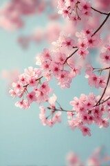 Obraz premium Cherry blossoms bloom beautifully against a clear blue sky during springtime in a serene garden