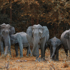 elephants in the wild