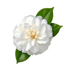 Obraz premium White Camellia Blossom with Green Leaves on Transparent Background, PNG