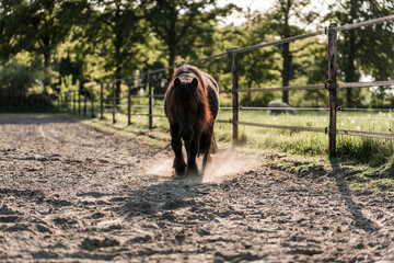 little shetland pony horse in paddock paradise
