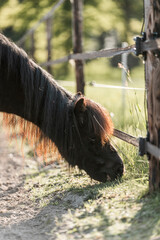 little shetland pony horse in paddock paradise