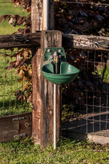 horse drinking think paddock 