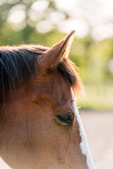 portrait of a brown horse detail shot of ears listening 