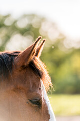 portrait of a brown horse detail shot of ears listening 