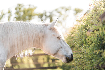 horse eating natural plant pony equine 