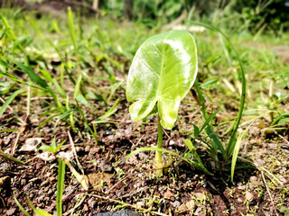Vibrant Green Plant Sprout: Close-up of a New Life Emerging from the Earth