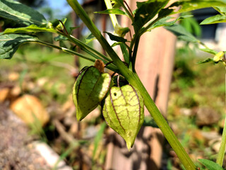 Close-up view of a vibrant green Physalis fruit on its plant