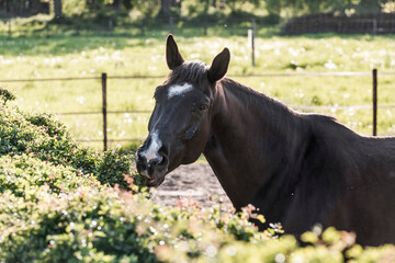 horse eating natural plant pony equine 