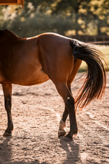 Fototapeta premium hind legs horse feet hoof animal equine 