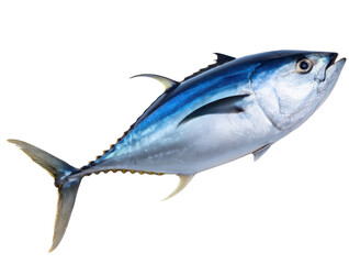 full scale blue fin tuna fish isolated on transparent white background. cut out