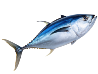 full scale blue fin tuna fish isolated on transparent white background. cut out
