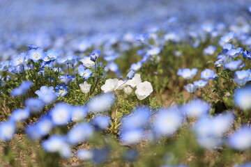 春の野に咲く青と白のネモフィラの花
2025年4月、岐阜県ワールドローズガーデンで撮影された青と白のネモフィラの美しいクローズアップ写真。
