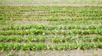 Photo of an organic vegetable farm.