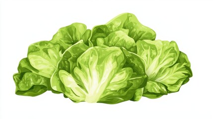 Obraz premium Butterhead Lettuce Salad. Fresh Green Leaf Nourishment with Crisp Background