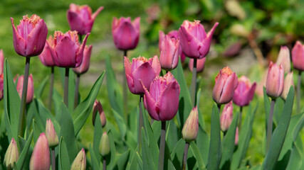 Pink-purple Tulipa 'Louvre' tulips in full bloom. Dutch tulip cultivation, botanical postcard, garden flowers, new tulip varieties. Tulipa hybrid.
