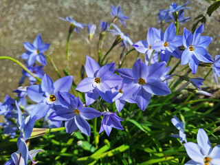 A bush of blue flowers ipheion uniflorum or spring starflower blooms on the flowerbed.