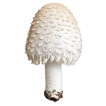 Solitary White Dapperling Mushroom Leucoagaricus leucothites on a Transparent Background, a poisonous fungus with a distinctive scaly cap Concept of nature, mycology, and toxicity