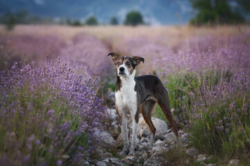 Beautiful white and brown dog standing in blooming lavender field with flowers