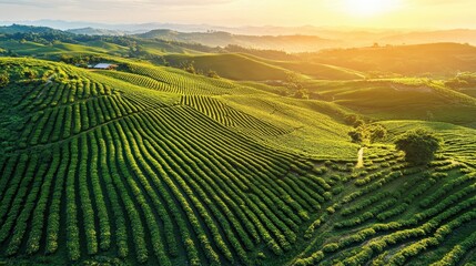 Fototapeta premium Green tea plantation on rolling hills at golden sunrise. Ideal for agriculture, travel, and peaceful landscapes concepts.