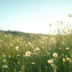 Wildflowers Blooming on a Hillside During Golden Hour Light with Soft Sunlight and Serenity
