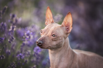 Beautiful hairless xolo dog standing in blooming lavender field with flowers