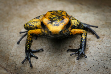 Phyllobates terribilis 