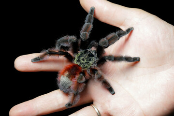 Caribena versicolor aka Antilles pinktoe tarantula in the palm, Caribena (Avicularia) versicolor tarantula