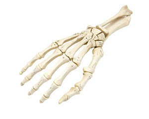 bone of human hand