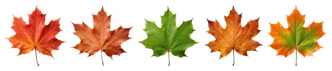Obraz premium PNG Colorful autumn maple leaves, element set on transparent background