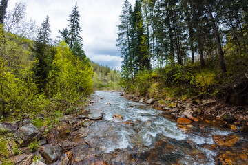 A beautiful and serene mountain stream that flows gently, surrounded by an abundance of lush...