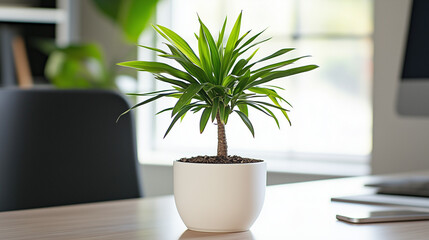 A potted plant on a modern desk, symbolizing simplicity and focus in a clean workspace.