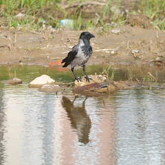 A crow stands on the shore of a pond reflecting in the water