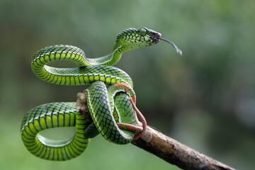 Trimeresurus parias calamitas with defensive position on branch, Trimeresurus calamitas on tree, Indonesian viper snake, Trimeresurus parias calamitas the species is endemic to southeast asia