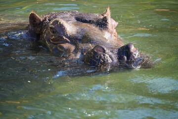 Hippopotamus Peeking Above Water Surface