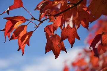 Red Maple Leaves Against Blue Sky