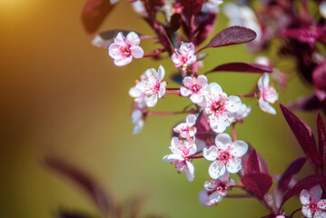 purple leaf sand cherry blossom branch in the garden in spring
