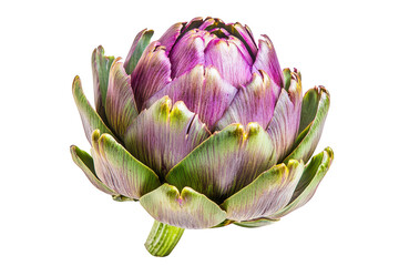 Obraz premium Detailed view of a vibrant artichoke with textured leaves on transparent background