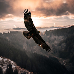 Fototapeta premium bald eagle in flight