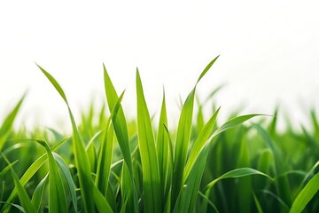 Fototapeta premium Minimalist nature photo featuring fresh green grass blades