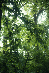 Fototapeta premium sun rays through the forest