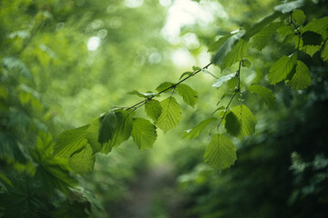 green leaves in the forest