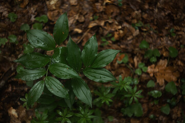 green leaves on the ground