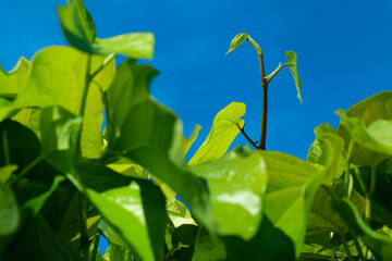 betel leaves that grow well. betel leaves for health