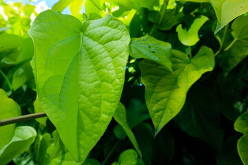 betel leaves that grow well. betel leaves for health