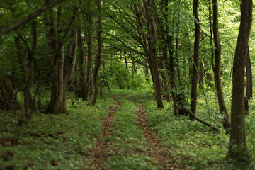 footpath in the woods